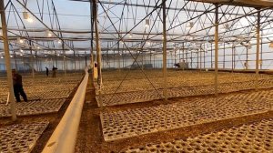 Блочная теплица. Рассада томатов в промышленной теплице. Выращиваем рассаду зимой.