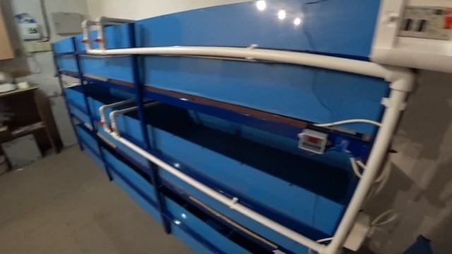 УЗВ для рака. Начало эксперимента. #1