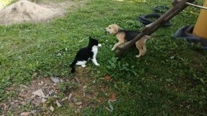 Деревенские друзья.mp4