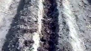 Картофель. Осенняя подготовка сдвоенных рядов.