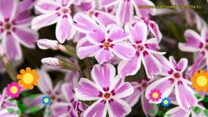 Флокс шиловидный Кенди Стрипс. Краткий обзор, описание характеристик phlox subulata Candy Stripes