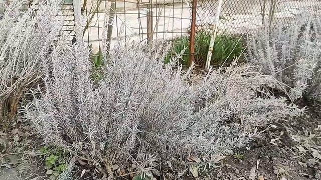 Лаванда. Обрезка весной. Уход за лавандой весной.
