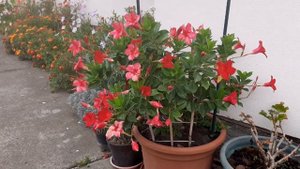 Обильное цветение Дипладении (Dipladenia) в середине октября (2023.10.13.)