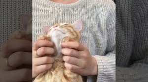 Cat Кошки Котята Коты #Shorts 1109.mp4