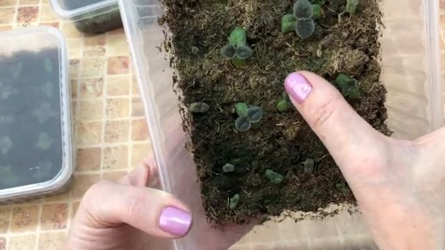 Глоксинии из семян. Летний посев. Быстро растём. Часть 3 смотреть онлайн