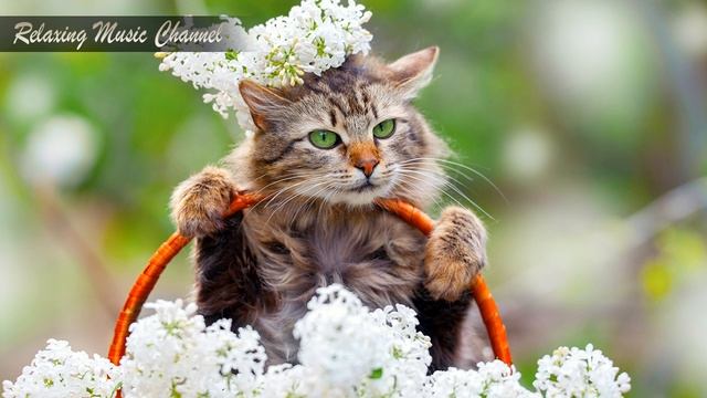 Хорошая Расслабляющая Музыка для Отдыха: Слушать Онлайн Музыку для Гармонизации Пространства