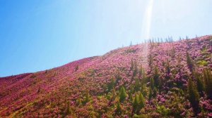 Маральник.mp4