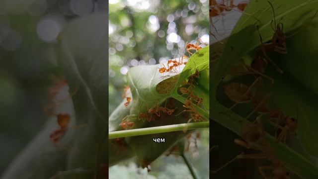 Удивительно: как муравьи решают математические задачи как суперкомпьютеры!
https://karword.ru смотреть онлайн