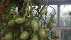 Очень урожайный томат черри Сумасшедшие вишни Барри.Обзор.