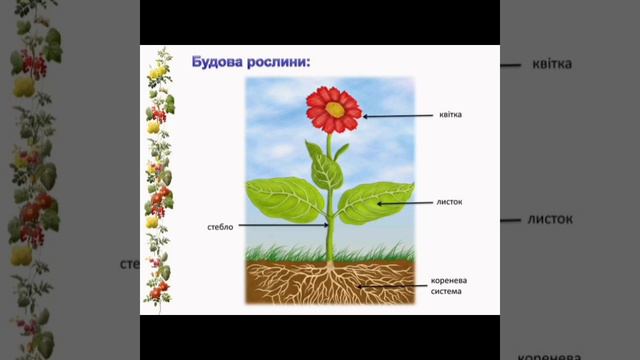 Кімнатні рослини