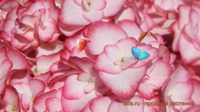 Гортензия крупнолистовая Ю энд ми Мисс Саори ? обзор: как сажать, саженцы гортензии
