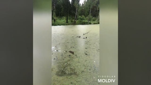 Леон и Теона)) Leon&Teona)) Прогулки,  развивающие игры, досуг)) Играем вместе)) смотреть онлайн