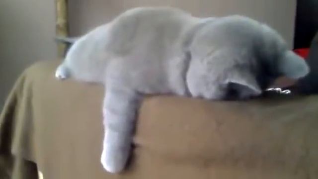 Кот после вписки! смотреть онлайн