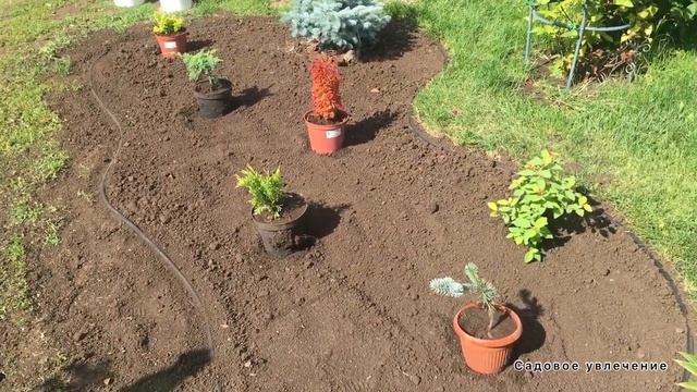 Создание миксбордера из хвойных и декоративнолиственных растений своими руками,быстро и доступно