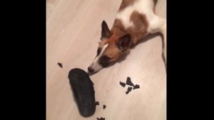 Собака сгрызла обувь