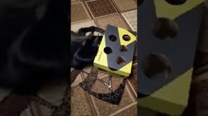 Простая игрушка для котенка своими руками.