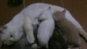 Кошка разговаривает с котятами
