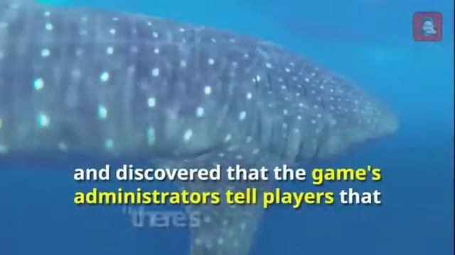 Curator Behind The Blue Whale Suicide Game - WHO IS BEHIND the 50 Challenges of Blue Whale Game ??? смотреть онлайн