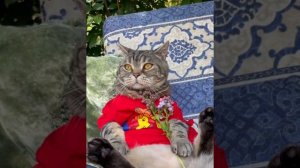 Ты не пришла, а я так ждал.