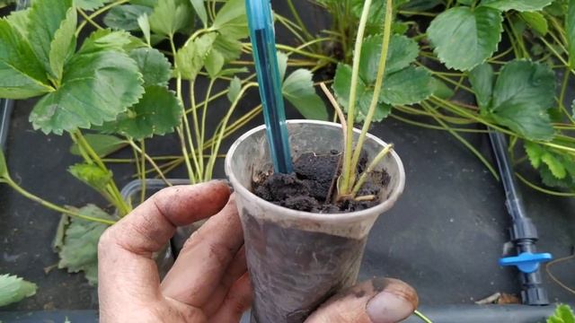 Идеальная рассада Клубники! смотреть онлайн