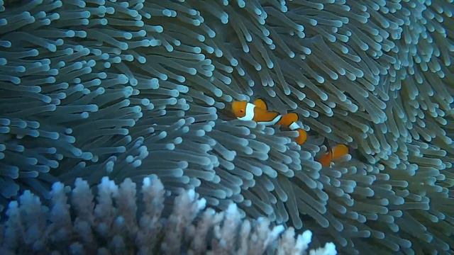 Clown fish swimming in an Anemone смотреть онлайн