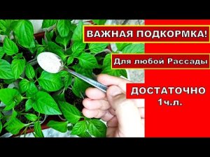 ВСЕ ОБ ЭТОМ ЗНАЮТ, НО МАЛО КТО ДЕЛАЕТ! ПЕРВАЯ ВАЖНАЯ ПОДКОРМКА РАССАДЫ ТОМАТОВ, ПЕРЦЕВ, БАКЛАЖАН