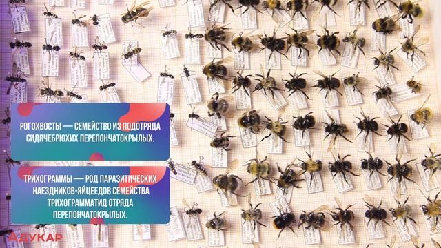 Насекомые. Отряды насекомых с полным и неполным превращением. Характеристика и представители | ЦТ/Ц