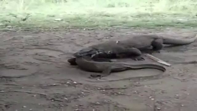 komodo dragons are cannibal animals смотреть онлайн