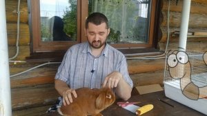 Почему кролик не ест сено и корм, что делать?