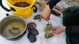 Всё про кукумарию и немного про морское чудо-юдо