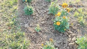 Garden Tips 43 || Accurate Indian Marigold Plants with Natural View