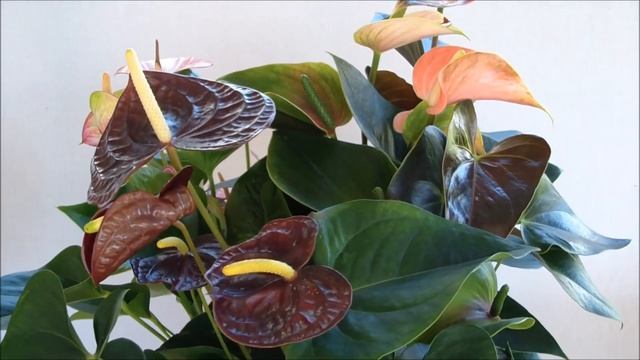 Антуриум купить. Три популярных сорта антуриумов нашего питомника смотреть онлайн