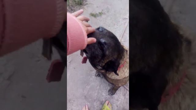 #любимчик #собака #бельгийскаяовчарка #ева #малинуа #dog #пёсик #дрессировка