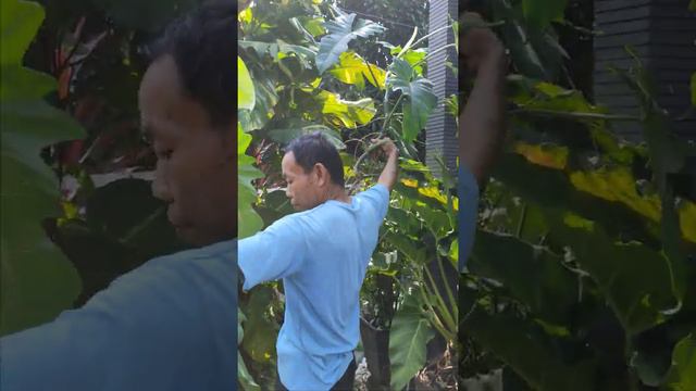 SALAH SATU CARA PERBANYAK TANAMAN PHILO DRAGON смотреть онлайн