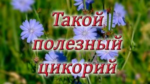 Цикорий. Чем наградила нас природа? Польза и вред. Вопросы и ответы.