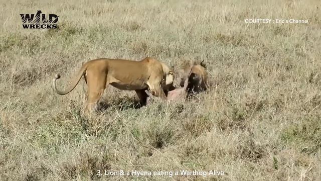 Top 5 Brutal eaten alive moments of Hyenas смотреть онлайн