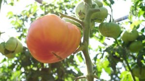 ОБЗОР ТОМАТНЫХ ГНОМОВ! ЧАСТЬ 2