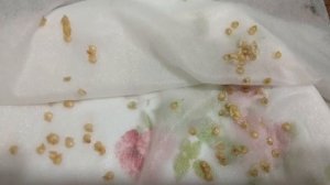 В чем лучше замачивать семена перца? Можно ли замораживать семена?