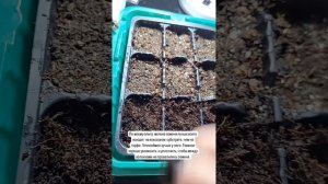 Посев Петхоа, Лобелии без последующей пикировки.