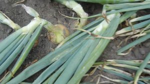 ЛУК РЕПЧАТЫЙ. КАК ПРАВИЛЬНО ПОСАДИТЬ И ВЫРАСТИТЬ ОТ и ДО