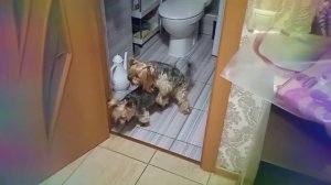 Йорки.Вязка.🐕