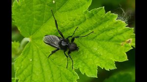 Черные мухи. Друзья или враги?!