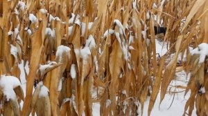 Охота на кабана.Охота с собакой зимой.