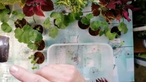 Часть 2 Осеннее укоренение пеларгонии.  100% результат !!!