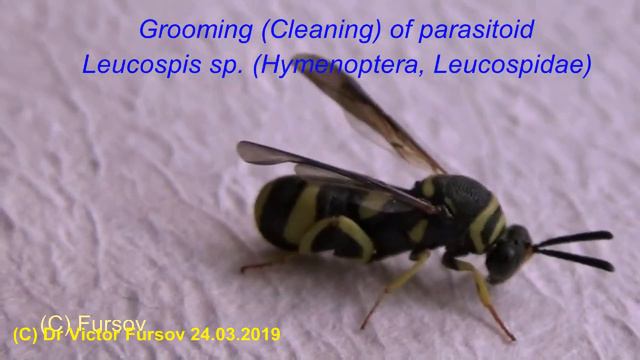 Under Microscope: Hymenoptera: Bruchophagus, Habrobracon, Leucospis, Eucharis, Blastophaga смотреть онлайн