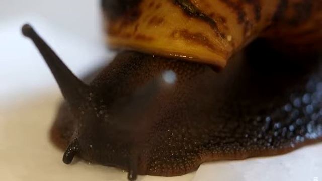 Мои улитки (слайдшоу + музыка) смотреть онлайн