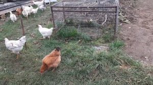 Два курятника на общем свободном выгуле! #свободныйвыгул #chick #курынесушки #куры #петухи #молодня