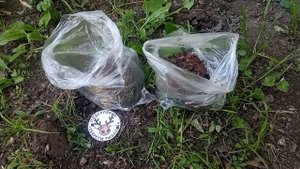 ПРИКОРМКА ДЛЯ КАРАСЯ И ЛИНЯ ✌ЖИВЫЕ ПИРОЖКИ✌ СОБИРАЕТ КРУПНУЮ РЫБУ