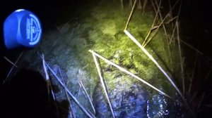 Нападение БОБРОВ на дорогу! Охота на бобра с ружьем! Отбивались как могли!!!