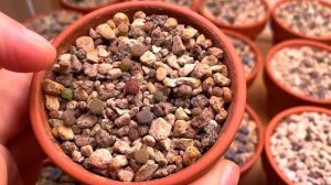 Как выглядит молодой литопс в полгода? (сеянцам литопсов 7 и 6 месяцев)